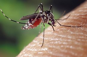 Comment soulager les démangeaisons provoquées par les piqûres de moustique ?